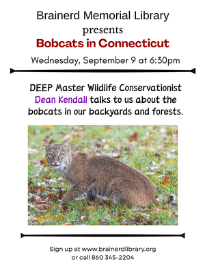 Bobcats in Connectic
